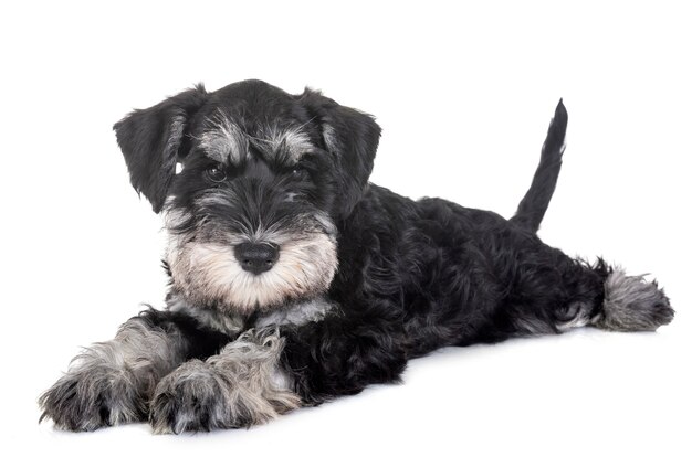 chiots schnauzer miniature