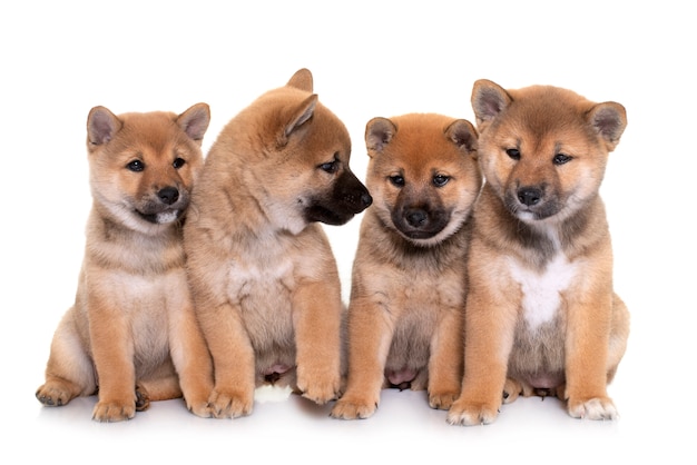 Chiots shiba inu