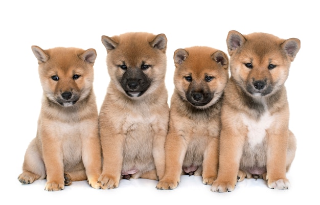 chiots shiba inu