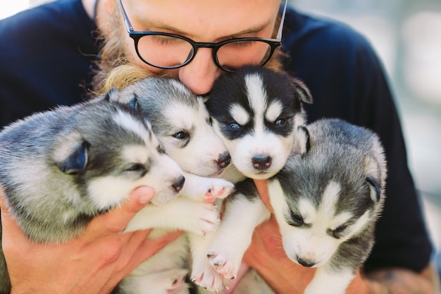 Chiots Siberian Husky. Chiens à portée entre les mains de l'éleveur. Petits chiots.