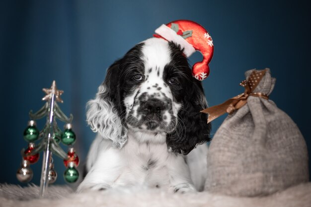 Chiots Springer Spaniel. 3 mois. Intérieur du nouvel an.