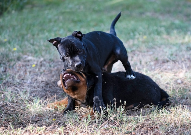 Chiots staffordshire bull terrier et rottweiler jouant dans un jardin