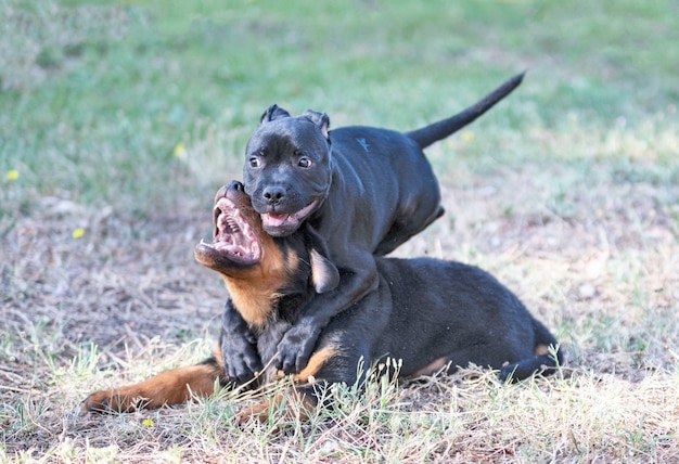 Chiots staffordshire bull terrier et rottweiler jouant dans un jardin