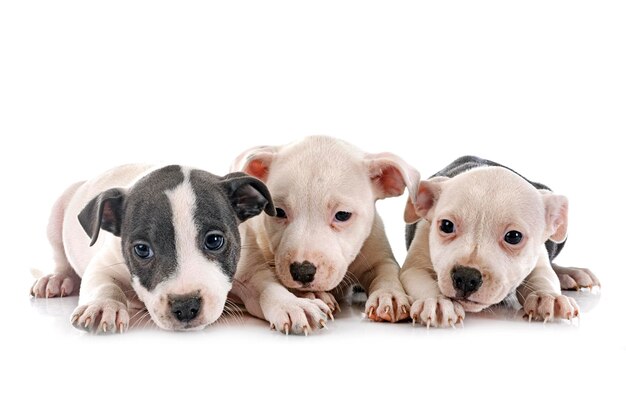 chiots staffordshire bull terrier