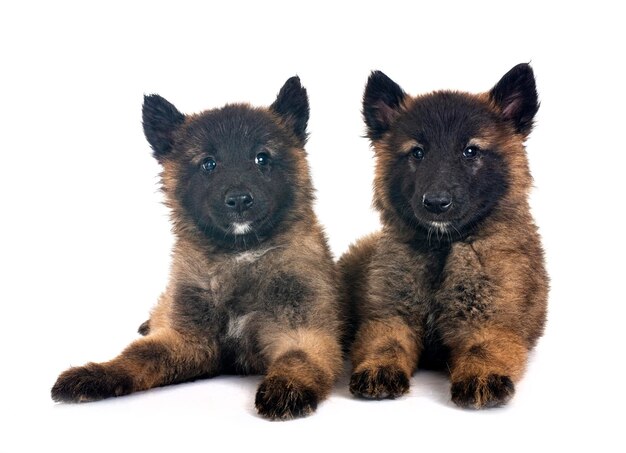 Photo chiots tervueren devant fond blanc