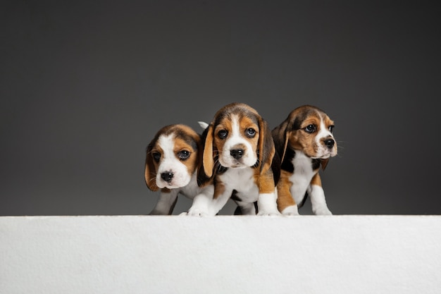 Les chiots tricolores Beagle posent. Mignons toutous ou animaux de compagnie blanc-brun-noir jouant sur un mur gris. Regard attentif et joueur. Concept de mouvement, mouvement, action. Espace négatif.