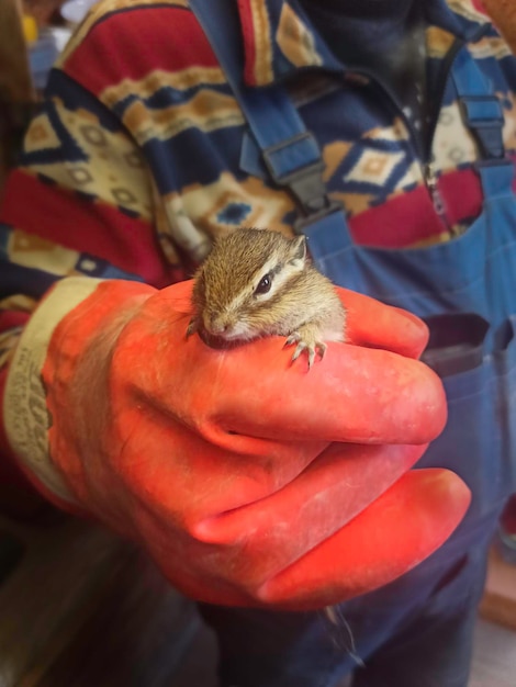 Chipmunk entre les mains d'un ouvrier