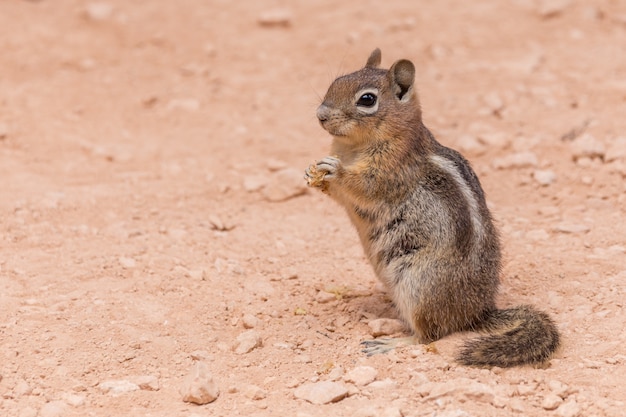 Chipmunk de l'Est debout sur un sol rouge dans le parc national de Bryce canyon, USA.