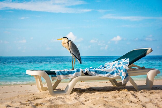 Chiron gris sur un transat sur la plage. Maldives Océan Indien.