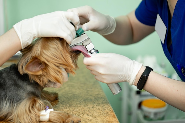 Chirurgie vétérinaire mettant le circuit respiratoire d'anesthésie réglé sur la bouche du chien