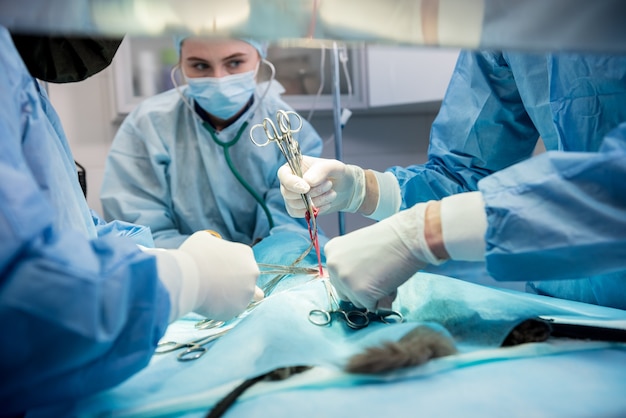 Chirurgiens vétérinaires en salle d'opération faisant la stérilisation de chat