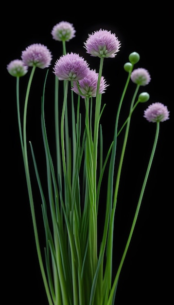 Chives chinoises sur un fond noir isolé