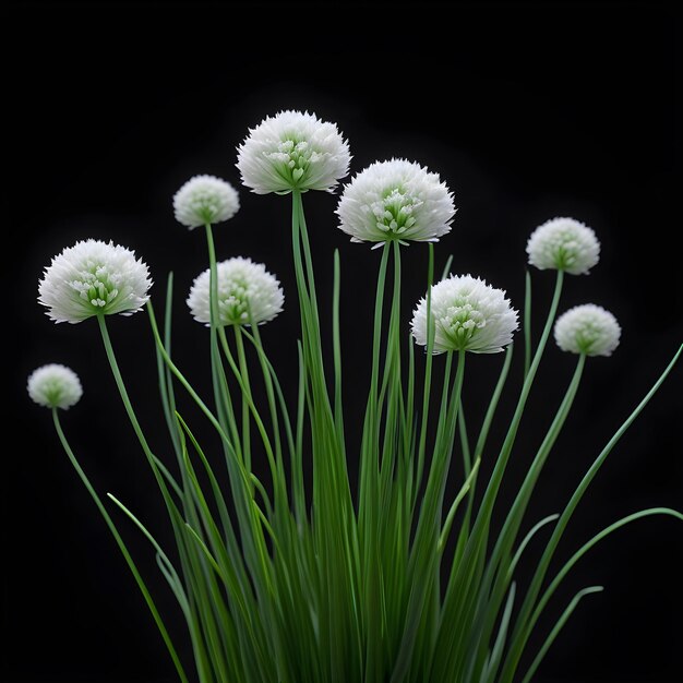 Chives chinoises sur un fond noir isolé