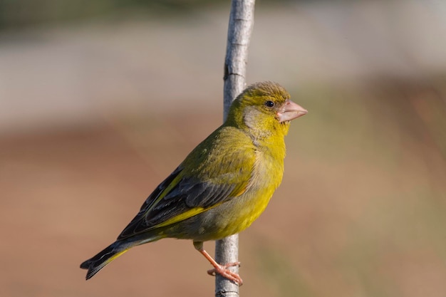 Chloris chloris Malaga Espagne