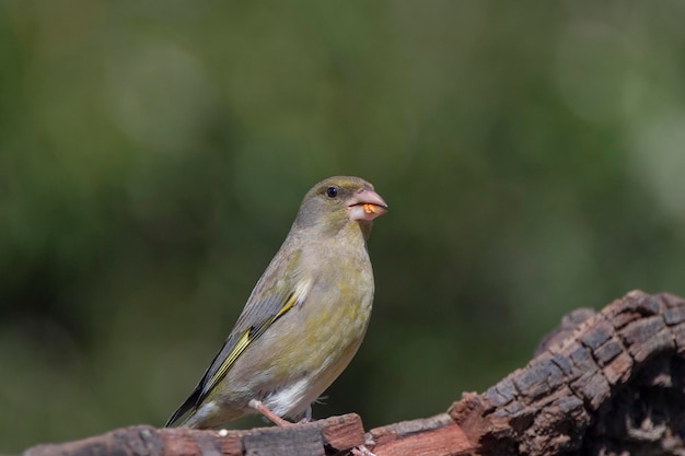 Chloris chloris Malaga Espagne