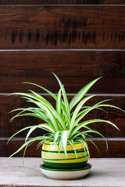 Photo chlorophytum comosum (également connu sous le nom d'araignée) dans un pot sur la clôture en bois