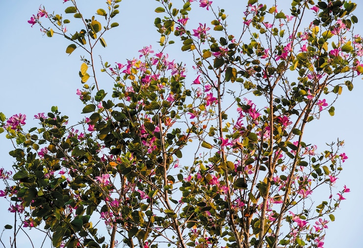 Photo chongkho en fleurs dans le jardin