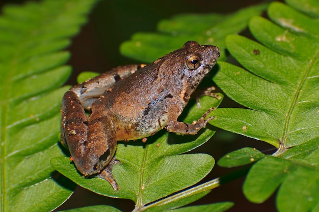 Chorus Frog de Berdmore Microhyla berdmorei Macro