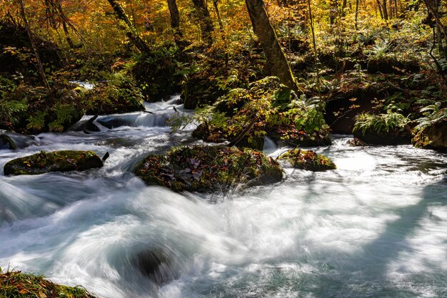 Photo choshi otaki falls oirase stream belle scène de feuillage d'automne les couleurs de l'automne