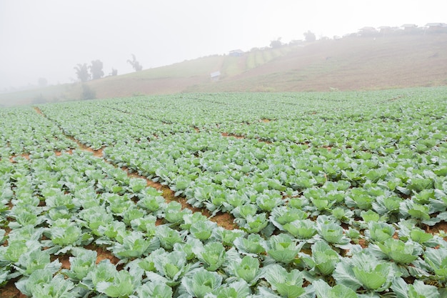 Chou d&#39;agriculture