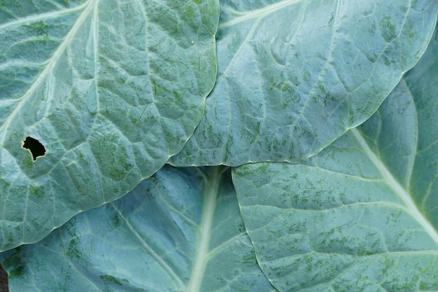 Le chou chinois est cultivé comme potager