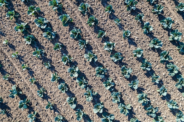 Chou dans un champ dans le Bas-Rhin - Alsace, France