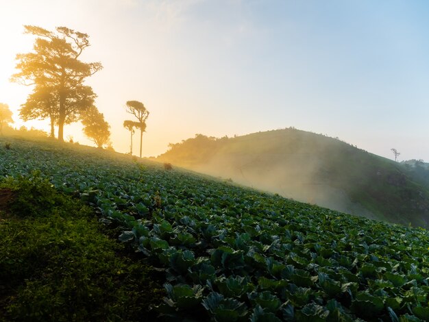 Le chou est planté au pied de la colline