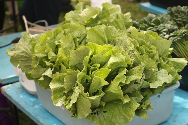 Le chou est une plante bisannuelle verte feuillue cultivée comme culture légumière annuelle pour ses têtes à feuilles denses