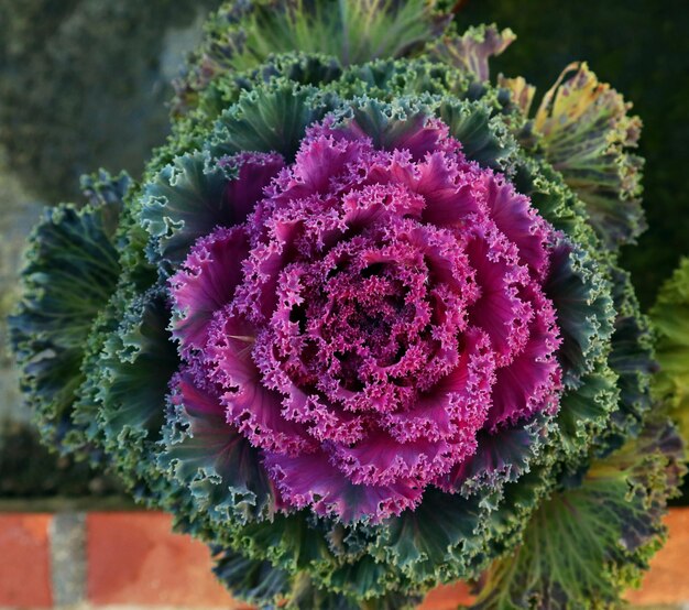 Chou inhabituel violet violet décoratif isolé gros plan macro, belle fleur