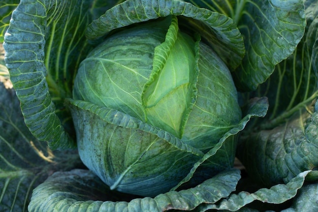 Chou juteux vert frais dans le jardin.