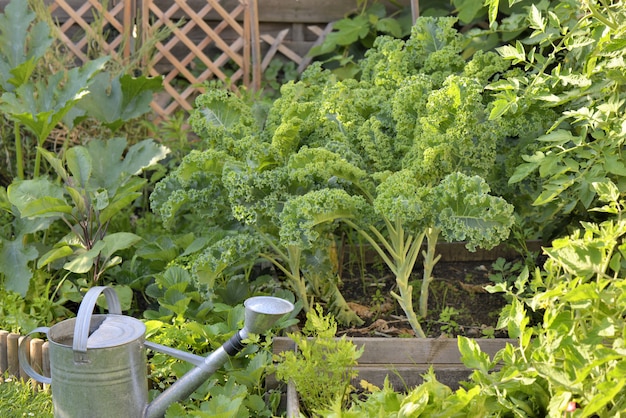 Chou kale poussant dans un potager et autres plantes