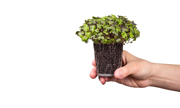 Chou microgreens à la main sur fond blanc