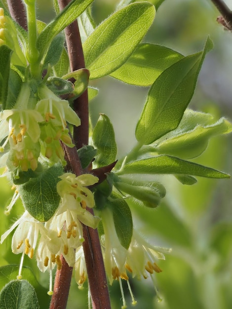 Photo le chou-de- miel en fleurs