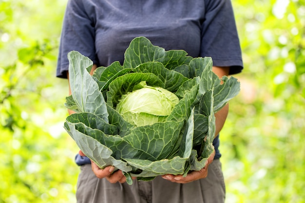 Chou mûr entre les mains d'une agricultrice