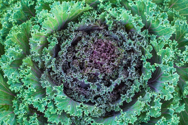 Chou d'ornement Flowering Kale Garden tendances Brassica oleracea Glamour Red et Chidori White V