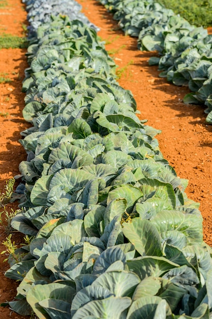 Chou planté dans une rangée