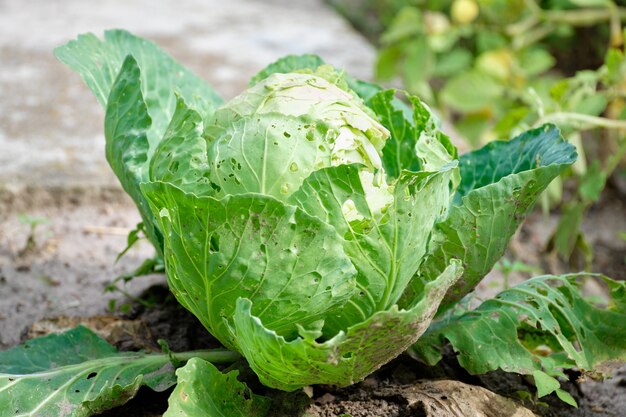 Le chou pousse sur le jardin dans le jardin. Concept de nutrition saine