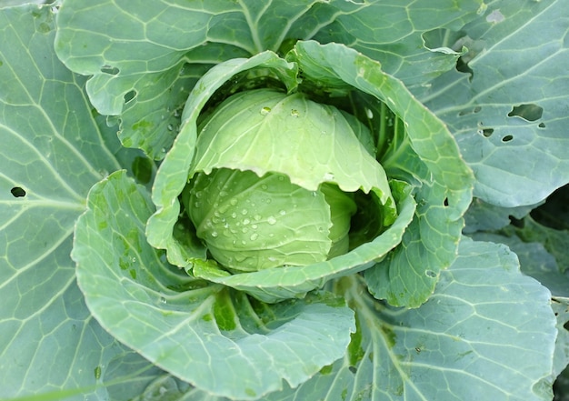 chou se bouchent avec une goutte d&#39;eau sur la feuille