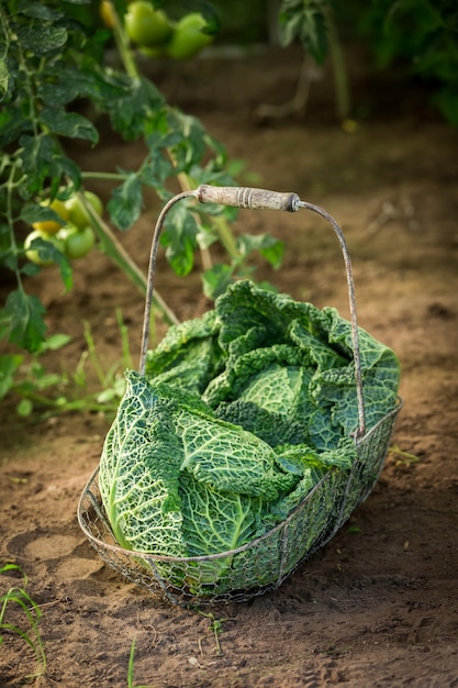 Chou vert dans un panier dans une serre