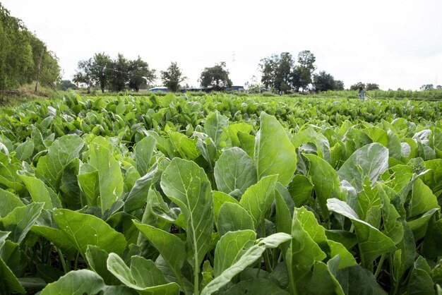 Le chou vert est cultivé par un agriculteur asiatique.