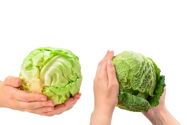 Chou vert isolé sur fond blanc dans les mains de la femme