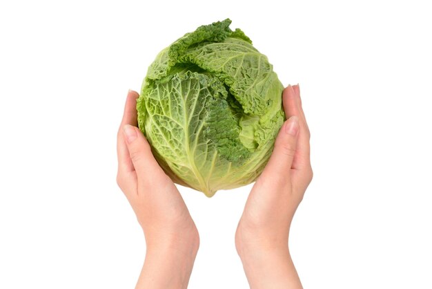 Chou vert isolé sur fond blanc dans les mains de la femme