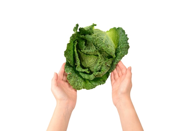 Chou vert isolé sur fond blanc dans les mains de la femme