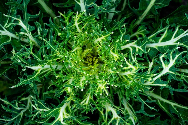 Chou vert La symétrie de la nature le fond naturel