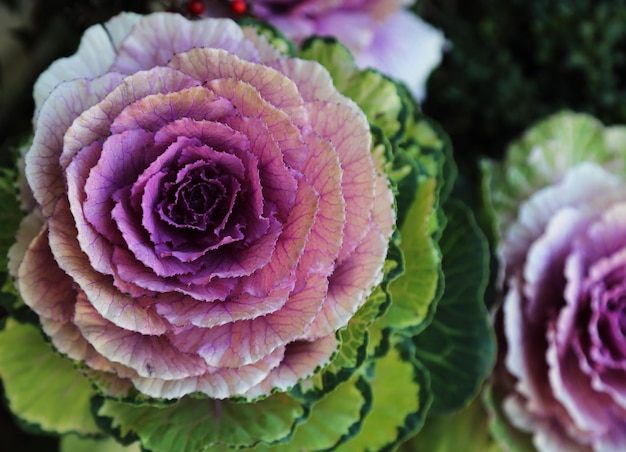 Un chou violet et vert est affiché avec une feuille verte.