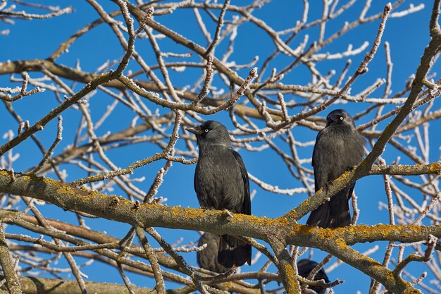 Choucas assis sur une branche de châtaigne.