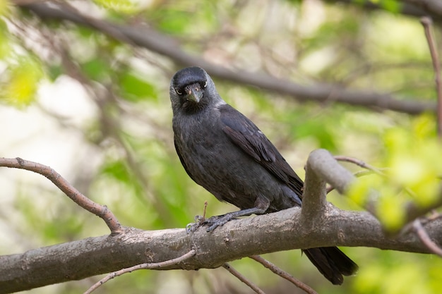 Choucas d&#39;Eurasie sur l&#39;arbre