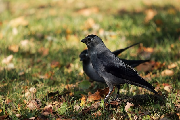 Choucas occidental dans le parc