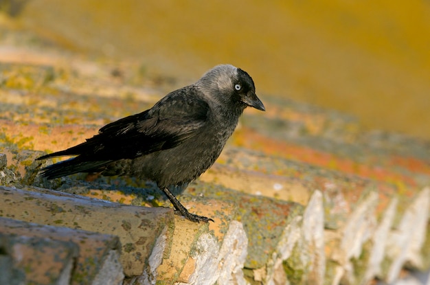 Choucas de l'Ouest, corbeau, corbeau, corvidés, oiseaux, Corvus monedula