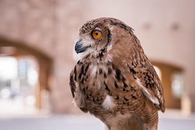 Chouette brune au zoo